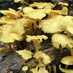 Image of Cantharellus minor
