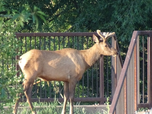 Elk observed by shenoj