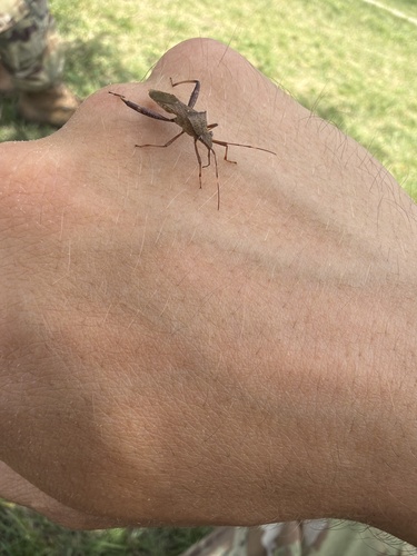 Riptortus pedestris