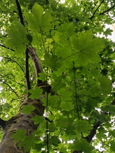 sycamore maple