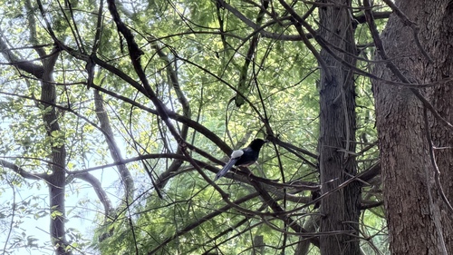 White-rumped Shama