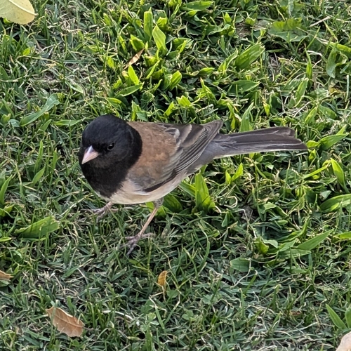 Dark-eyed Junco