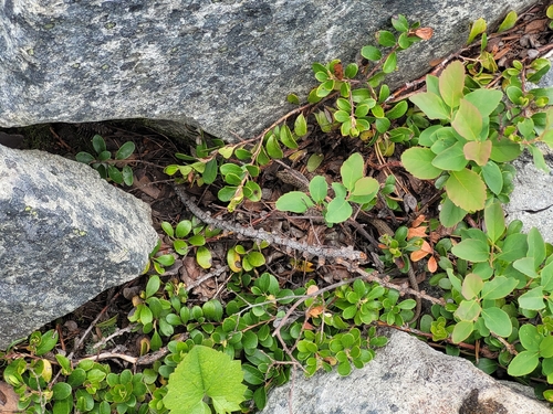 Northern Alligator Lizard