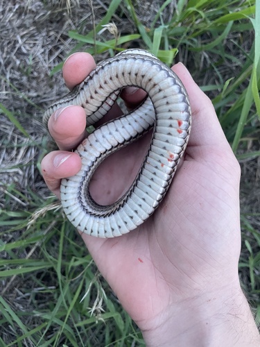 Graham's Crawfish Snake