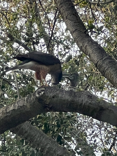 Cooper's Hawk observed by oliver25222