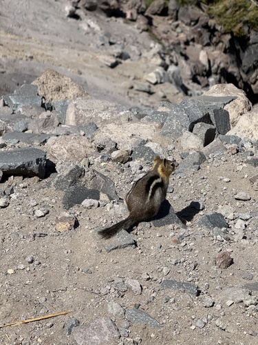 Common Golden-mantled Ground Squirrel observed by markniessner