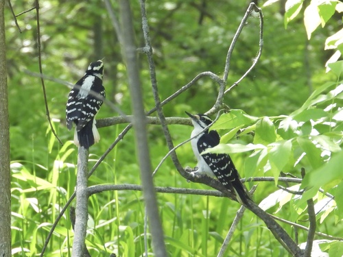 Hairy Woodpecker observed by robin04
