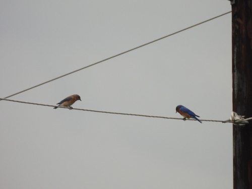 Eastern Bluebird observed by bugnerd