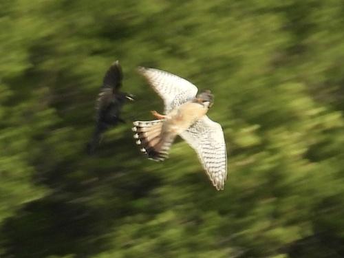 American Kestrel observed by robin04