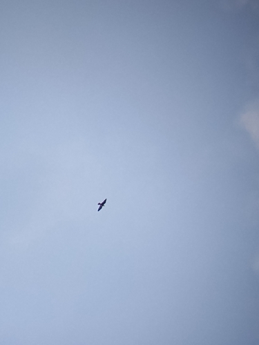 Peregrine Falcon observed by zsz12