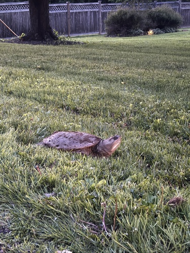 Common Snapping Turtle observed by ryleigh_emmert