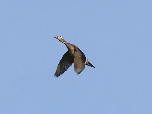 Wood Duck observed by robin04