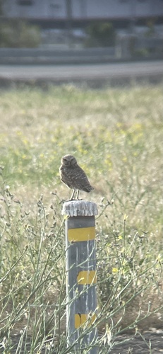 Burrowing Owl observed by thebotfather