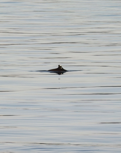 Common Porpoise observed by chrisgoatley