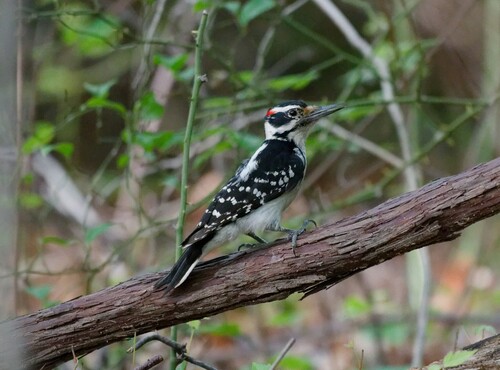 Hairy Woodpecker observed by rywhit_li