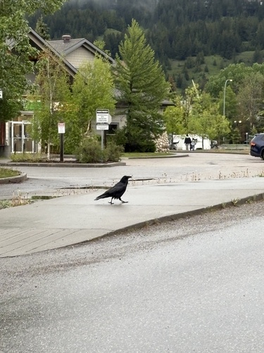 Common Raven observed by heather_bariso