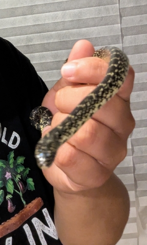 Black Kingsnake