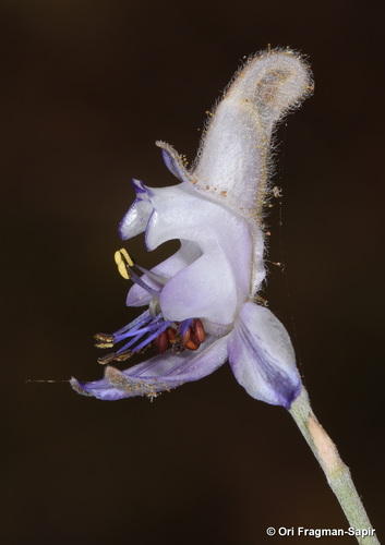 Delphinium sclerocladum
