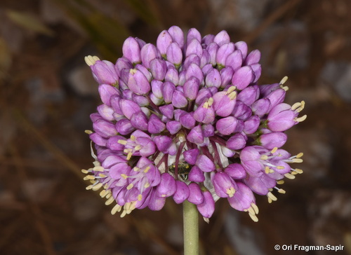 Allium carmeli