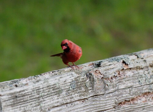 Northern Cardinal observed by rywhit_li