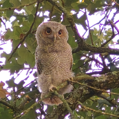 Eastern Screech-Owl observed by summervillenature