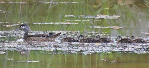 Wood Duck observed by corvuss
