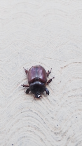 Orizabus clunalis