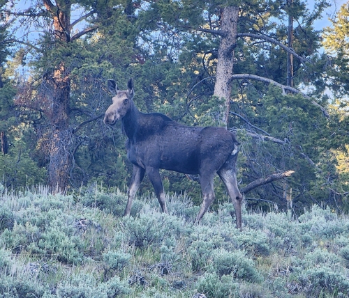 Moose observed by kedirae