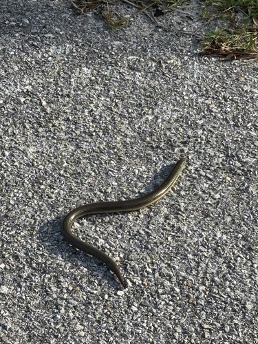 Eastern Glass Lizard observed by loren_campbell