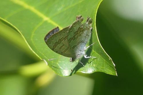 Speckled Line-Blue