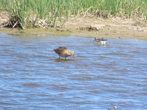 Marbled Godwit