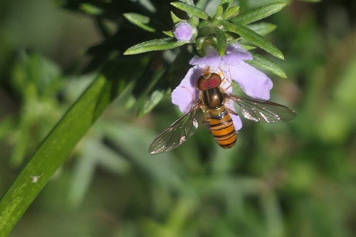 Black-banded Hover Fly