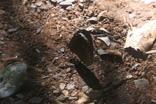 Purple Crow Butterfly
