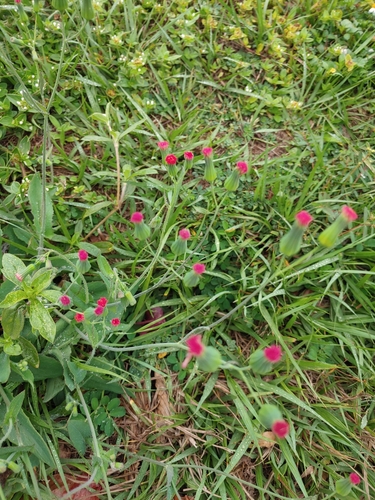 Red Tasselflower