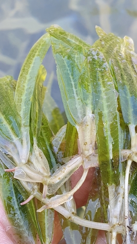 halophila seagrass