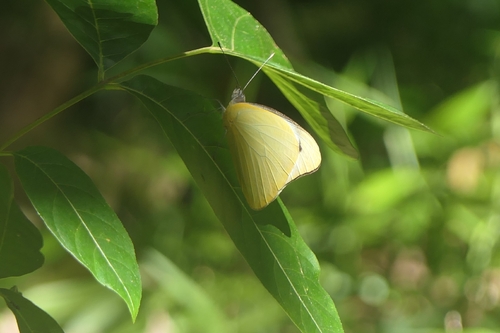 Yellow Albatross