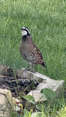 Northern Bobwhite observed by lisaderbyshire