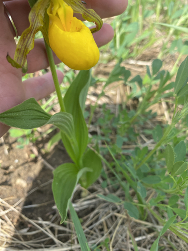 yellow lady's slipper