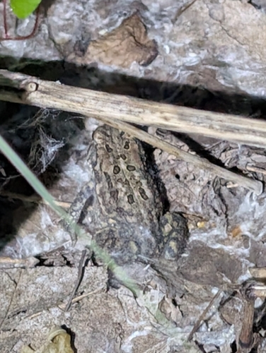 American Toad observed by juliewittrock