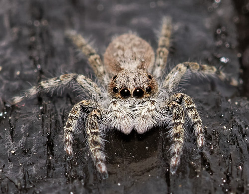 Menemerus taeniatus