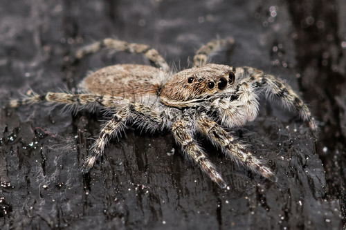 Menemerus taeniatus