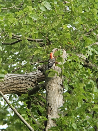 Red-bellied Woodpecker observed by xenibex