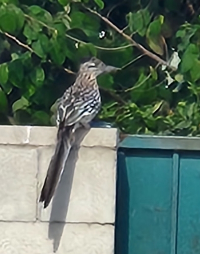 Greater Roadrunner observed by melody50