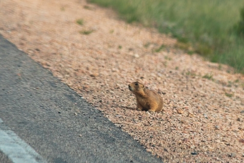 Utah Prairie Dog observed by j64778