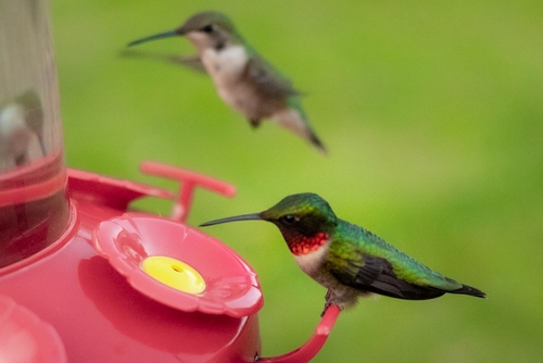 Ruby-throated Hummingbird observed by j64778