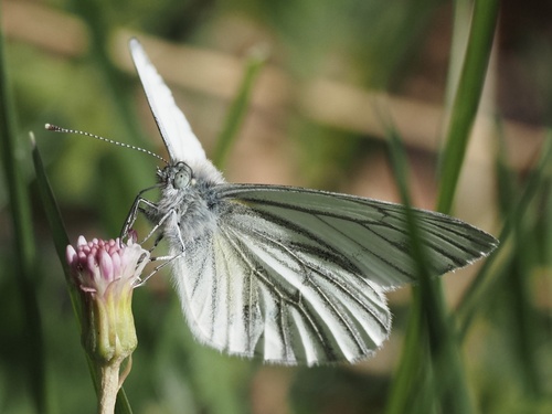 Dark-veined White