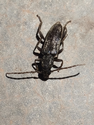Eustromula validum