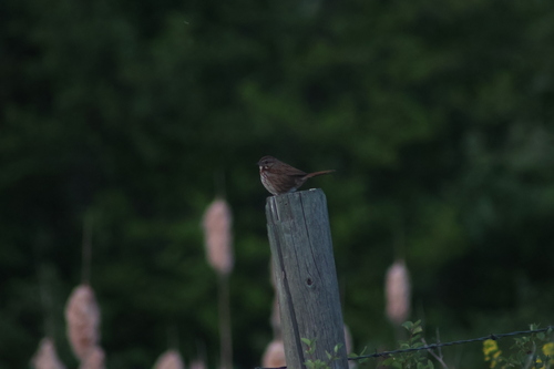 Song Sparrow observed by bodhicull