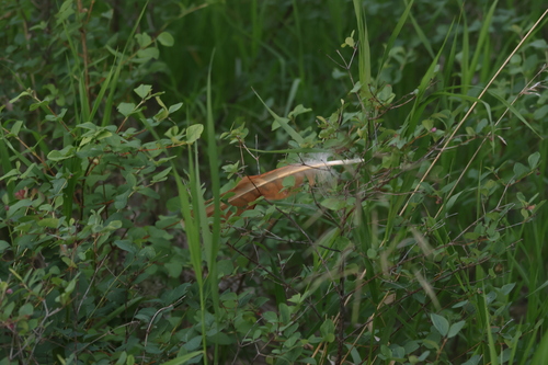 Red-tailed Hawk observed by bodhicull