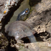 Sicilian Pond Turtle - Photo (c) Enrico Schifani, all rights reserved, uploaded by Enrico Schifani